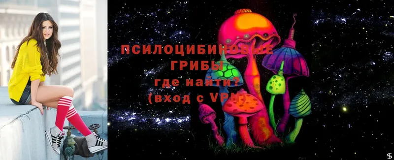 Псилоцибиновые грибы Psilocybe  Кольчугино 